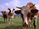 Vrije dieren)