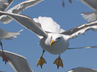 vogel en vlinde